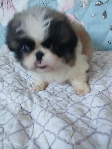 кошка шотланка: ШИКАРНЫЕ. ИМПЕРАТОРСКИЕ. ЩЕНКИ. ПЕКИНЕСОВ. ПЯТНАРИ. ТРИКОЛОР — 3