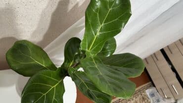 ножовка садовая: Фикус лирата (Ficus lyrata), комнатное декоративнолиственное растение — 2