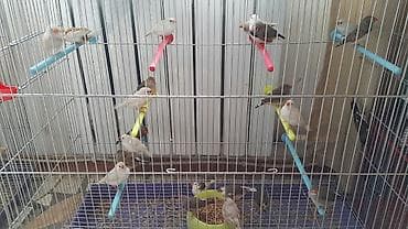 Үй жаныбарлары: Корм на развес кг попугаям 160-200с канарейкам УЗ-220с — 6