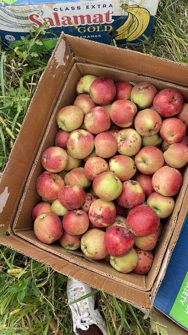 сублимированные фрукты бишкек цена: Яблоки Крипсон, Оптом — 1