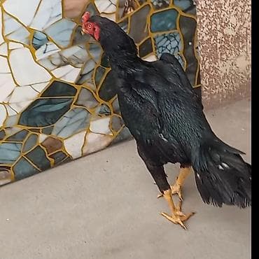 А/ч жаныбарлары үчүн тоюттар: Сатам | Короздор | Тебиштирүүчү | Көбөйтүү үчүн — 1