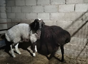 продаю дойную козу: Продаю | Овца (самка) | Для разведения | Племенные — 3