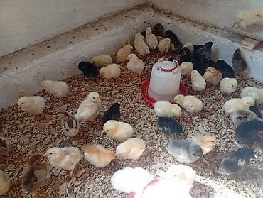 карликовой кури: Продаю | Цыплята | Несушки — 1