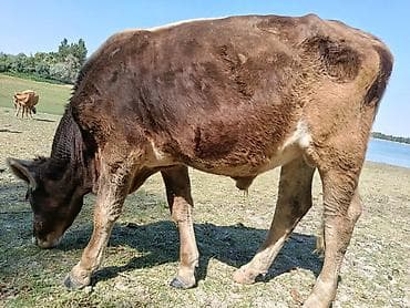 бычоки: Продаю | Корова (самка) | Для молока | Племенные — 5