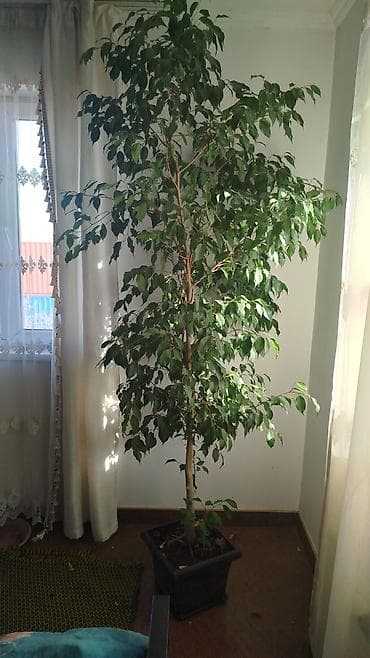 гүл койгуч: Комнатные растения,фикусыалоэ — 2