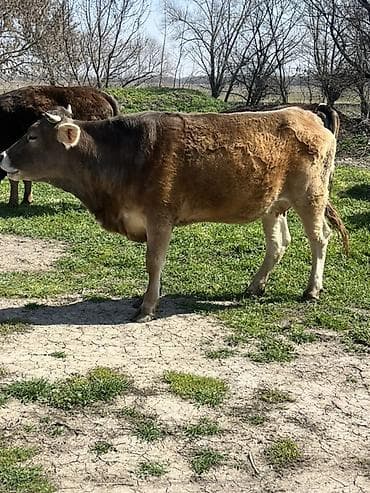 Продаю | Корова (самка) | Для молока, На откорм | Привязанные