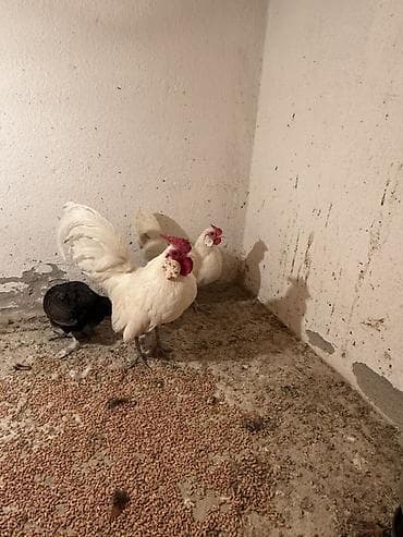 Аквариумдар: Сатам | Тооктор | Көбөйтүү үчүн — 2