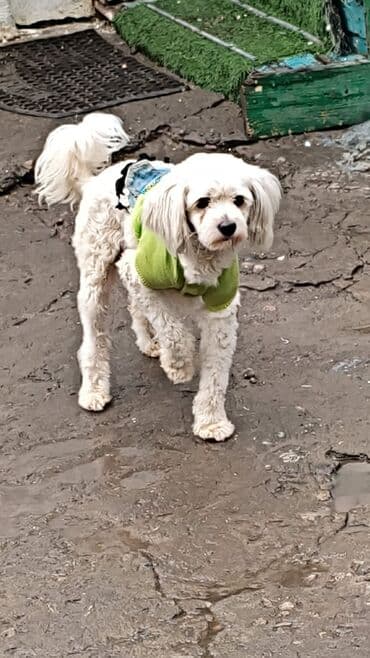 продажа щенков мопса: Отдаю бесплатно. стерилизацию и кастрацию гарантирую бесплатно. не — 18