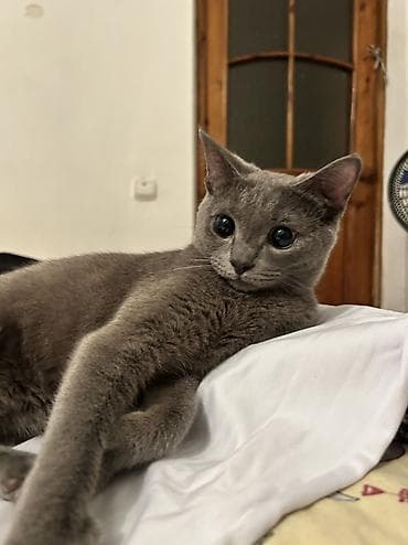 Животные: Кошка даром: Русская голубая, Мальчик, Приучена к лотку — 1