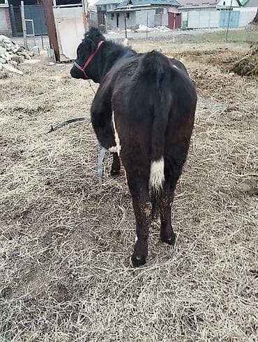 животные каракол: Продаю | Тёлка | На откорм | Нетель — 3
