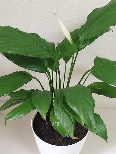 кливия белая купить: Спатифиллум (Spathiphyllum), комнатное растение в горшке. - Размер — 2