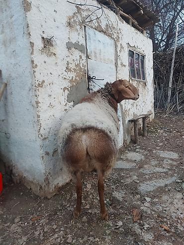 ковчег приют для животных бишкек: Продаю | Овца (самка) | Для разведения | Матка — 4
