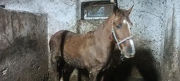 бос уй: Сатам | Жылкы (эркек) | Жумушка — 1