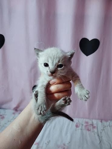 шпионские кошки: Отдаем котят в добрые руки — 1