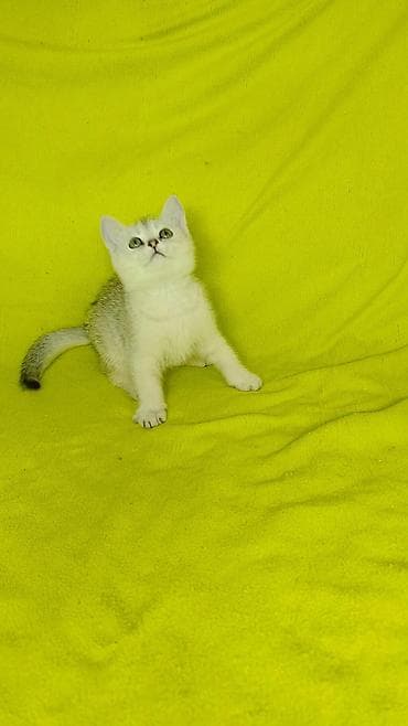 ит мышык: Скотиш Страйт (Шотландиялык тик кулактуу), 2 айлык, Ургаачы — 4