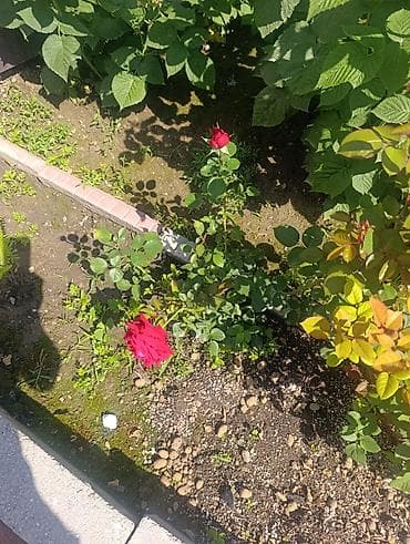 цветы по оптовой цене: В связи с переездом, Срочно продаю садовые цветы — 4