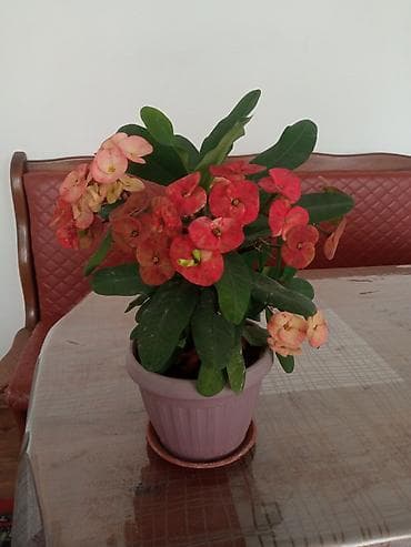 Эуфорбия Миля (Euphorbia milii, «Корона Христа») в горшке - — 4