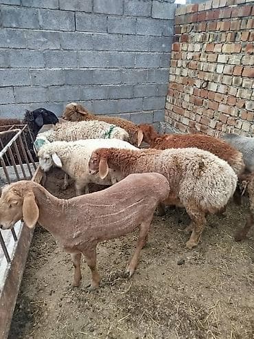 собака корги купить: Продаю | Овца (самка) | Для разведения | Матка — 6