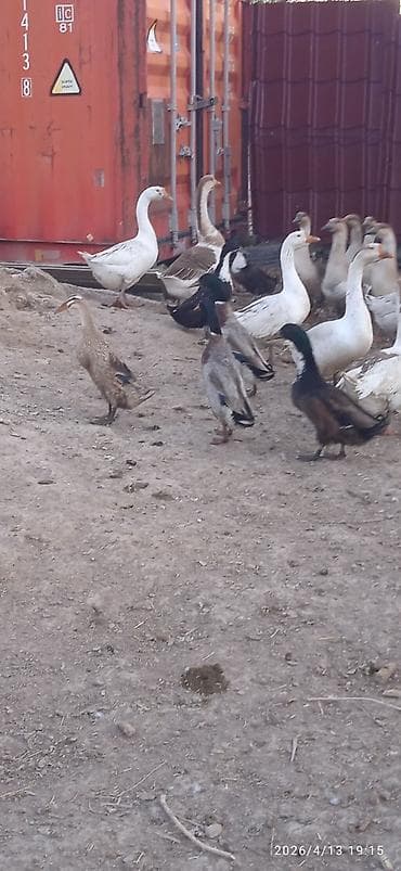 продажа утят: Гусей продаю Гуси и утки – домашнее поголовье смешанных пород - На — 2