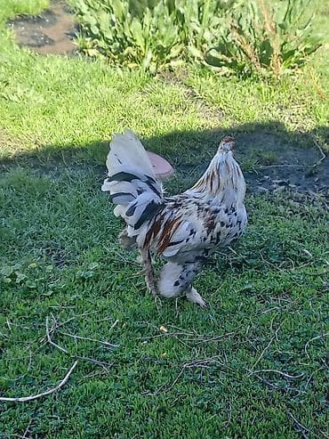 сколько стоят вислоухие кошки: Продаю | Петух | Для разведения — 2