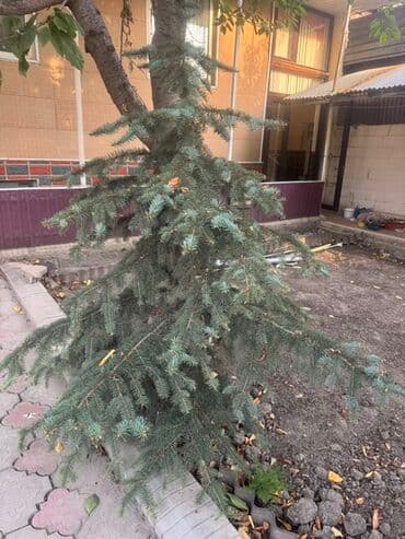 автоматический секатор для обрезки деревьев: Ель голубая (Picea pungens ‘Glauca’) - Породистая декоративная — 3