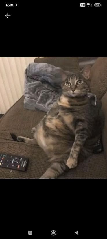 сколько стоит кошки: Кошка (светло-кремовый окрас) - смешано породистый короткошёрстная — 7