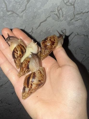 продаю жмых: Продается улитки ахатин, по 50-100-200сом 2-4 месяца, если хотите — 10