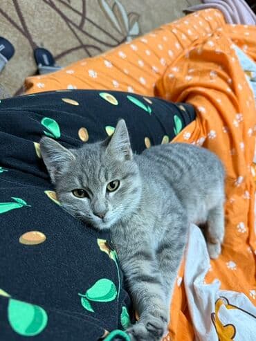 возьму кошку в добрые руки: Отдам кота в добрые руки, ооочень ласковый, игривый, рядом нужен — 4