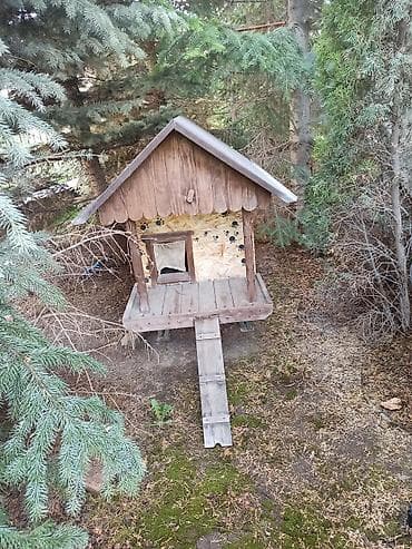 домик для птиц: Продаю | Куры | Несушки — 8