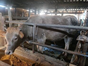 коровы молочные: Продаю | Корова (самка) | Полукровка | Для разведения | Нетель — 3