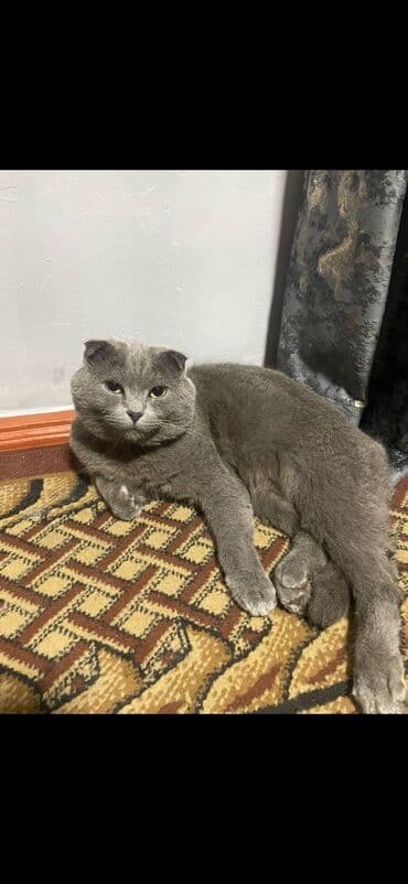 дом для котов: Продаются котята Шотландская порода скотиш-страйт. Голубого окраса — 3