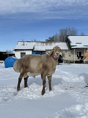 Продаю | Баран (самец) | Арашан | Для разведения | Осеменитель