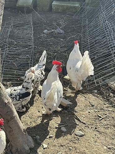 продаю животных: Яйца на инкубацию продаю 🥚 Карликовые голошейки и бентамки мини куры — 8