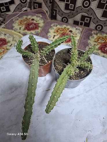 кактусы купить: Продаю адениум — 3