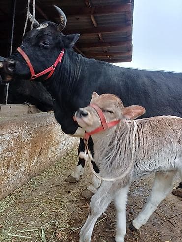 годовалые телки: Продаю | Корова (самка) | Голштин | Для разведения, Для молока | Племенные, После отела, Искусственник — 6