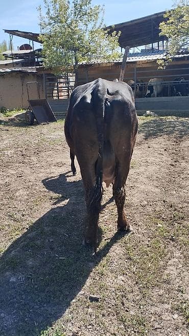 матки пчел: Продаю | Корова (самка) | Алатауская | Для молока | После отела — 5