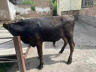 кукуруза на продажу: Продаю | Бык (самец) | На откорм | Привязанные — 2