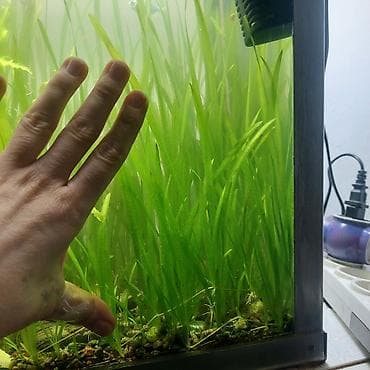 кукурузные кочерыжки: Продаю аквариумные растения валиснерия. цена за 1 кустик 30 сом — 6