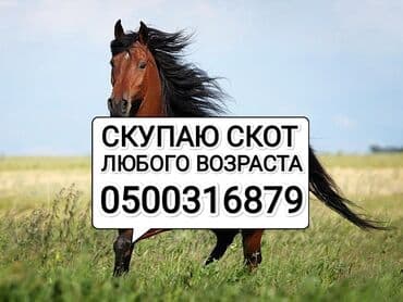 Ток трансформаторлор: Сатып алам | Уйлар, букалар, Жылкылар, аттар | Күнү-түнү, Бардык шартта, Союлган — 1