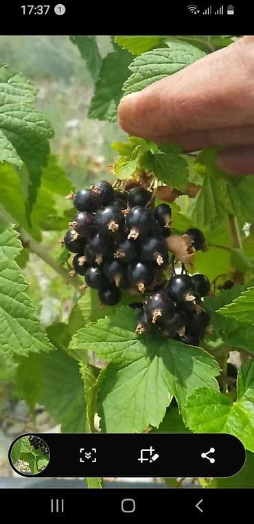 отургуч бу: Карагат Чекене — 1