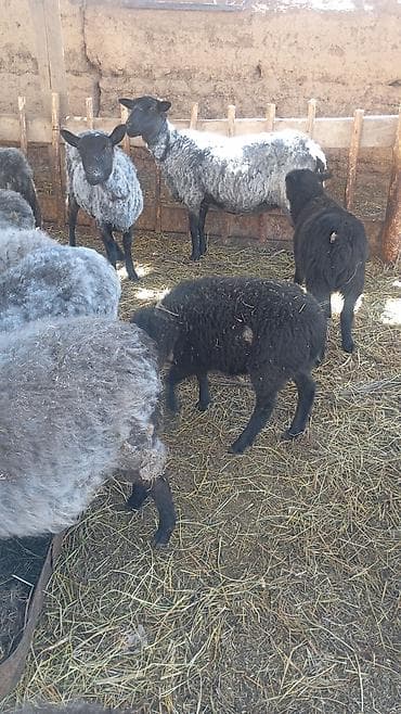 баран овцы: Продаю | Овца (самка) | Для разведения | Матка — 4