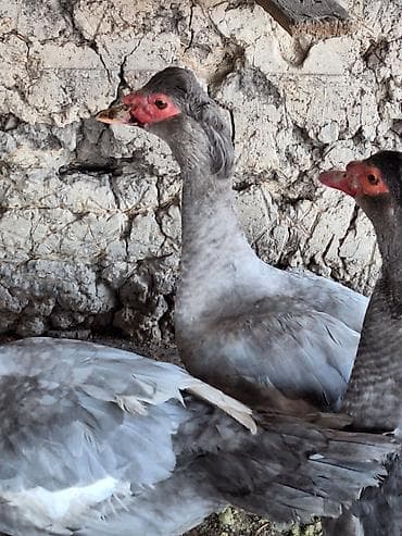 кой сатылат кара балта: Мускусная утка тяжёлой лини, молодые,25го года,только селезни остались — 3