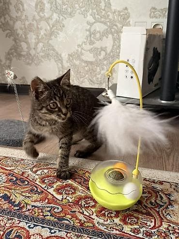 кошка кот: Беспородная, 3 месяца, Девочка — 2