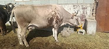 куплю корову на мясо: Продаю | Корова (самка) | Полукровка | Для молока | Привязанные — 2