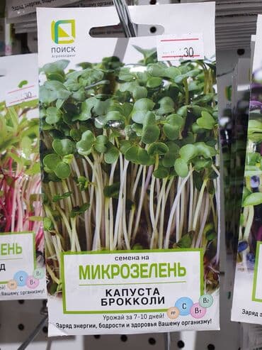 семена для микрозелени: Микрозелень Капуста Броколли Микрозелень — молодые побеги растений — 1