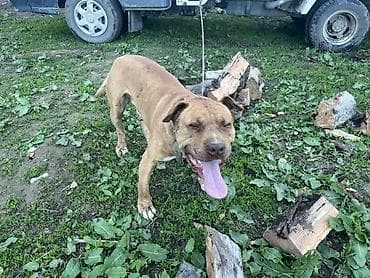 куплю собаку в бишкеке: Собака даром: Американский булли, 6 месяцев, Самец, С прививкой — 2