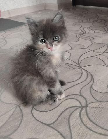шотландская кошка бишкек: Очаровательные котята-домоседы Описание: - Возраст: молодые котята — 3