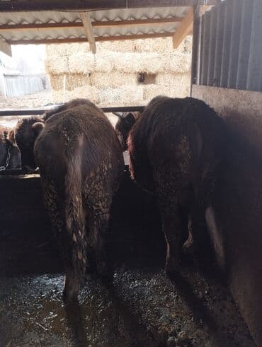 отдам животных в хорошие руки: Продаю | Бык (самец) | На откорм | Привязанные — 2