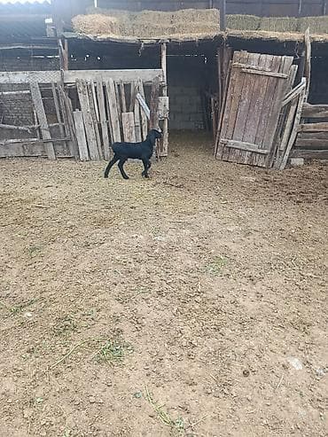 лама альпака: Продаю | Овца (самка) | Для разведения | Матка — 3