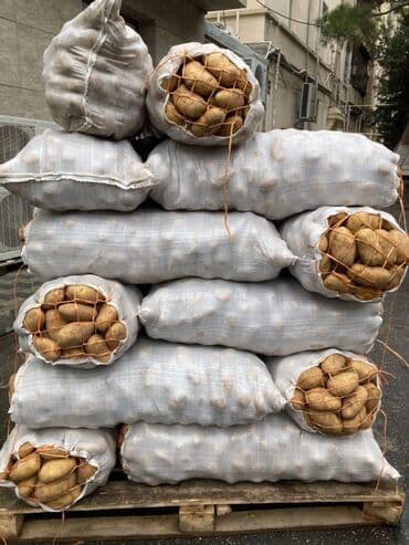 семена кортофеля: Картошка Оптом — 1